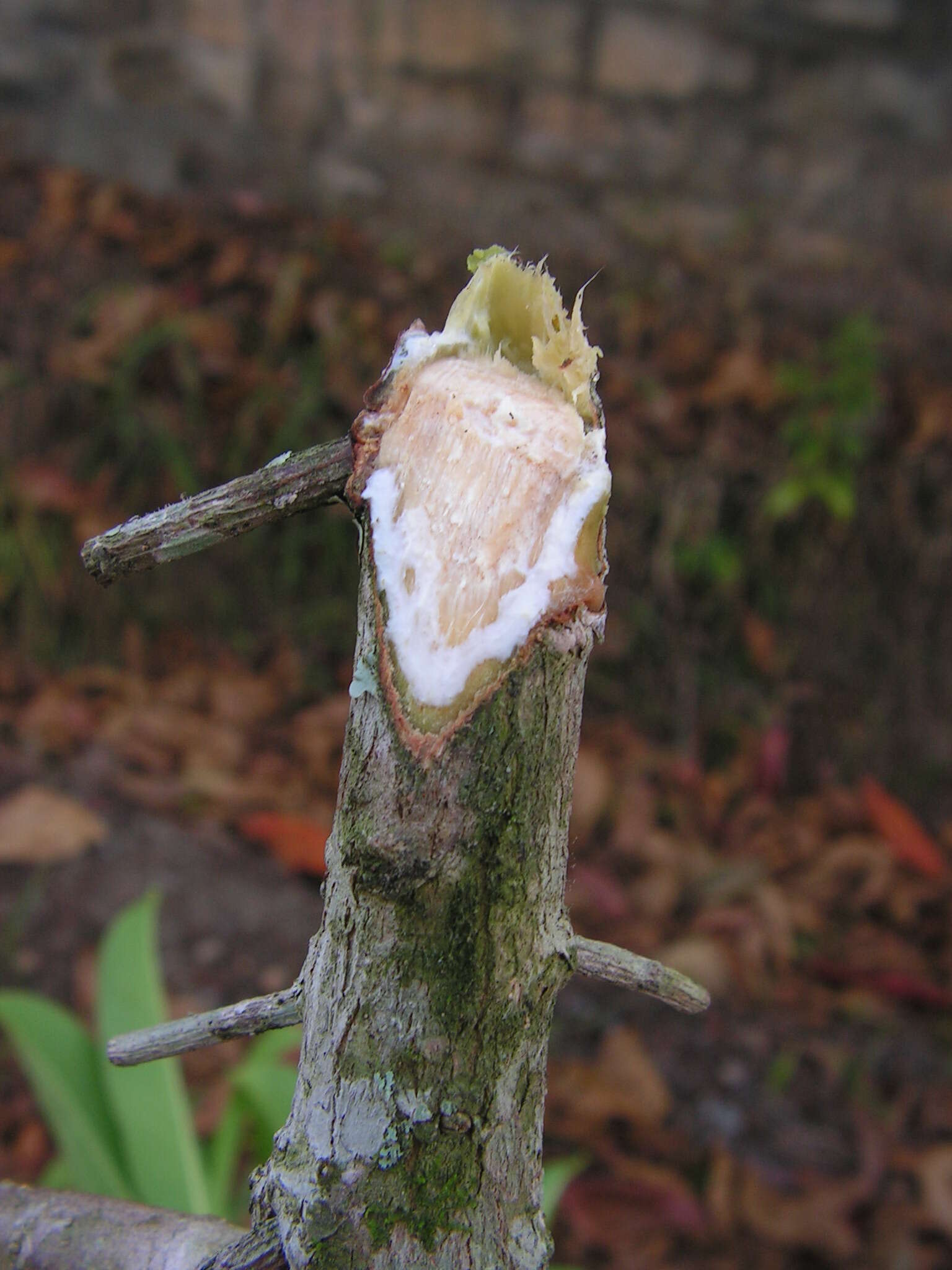 Imagem de Sapium glandulosum (L.) Morong