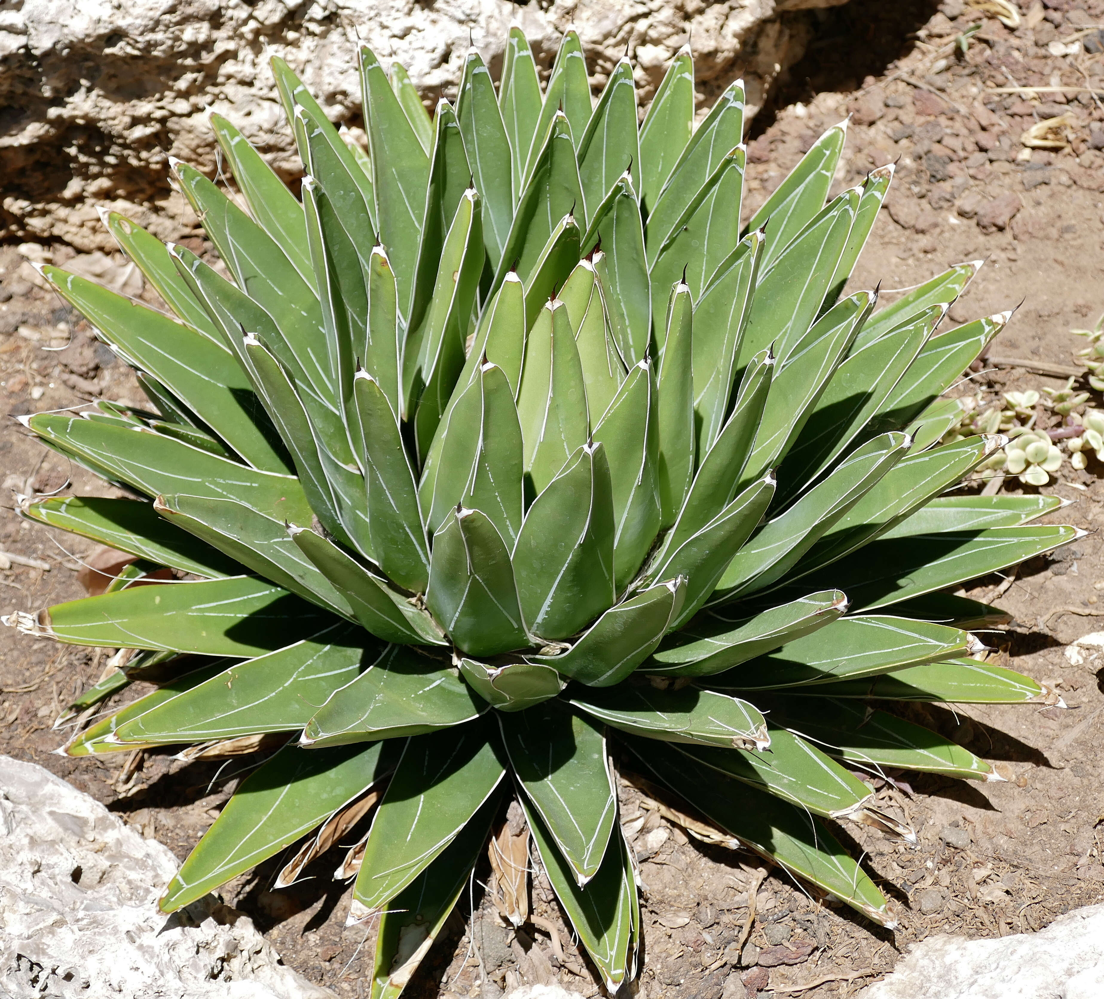 Image of Queen Victoria agave