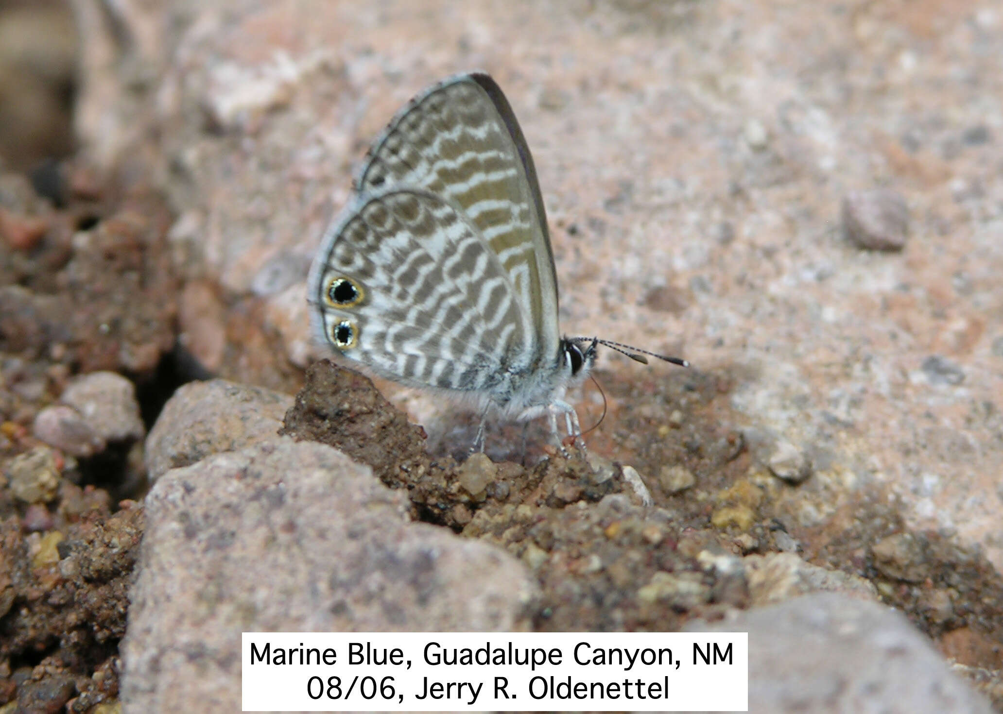 Image of Leptotes