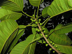 Image of wild banyantree