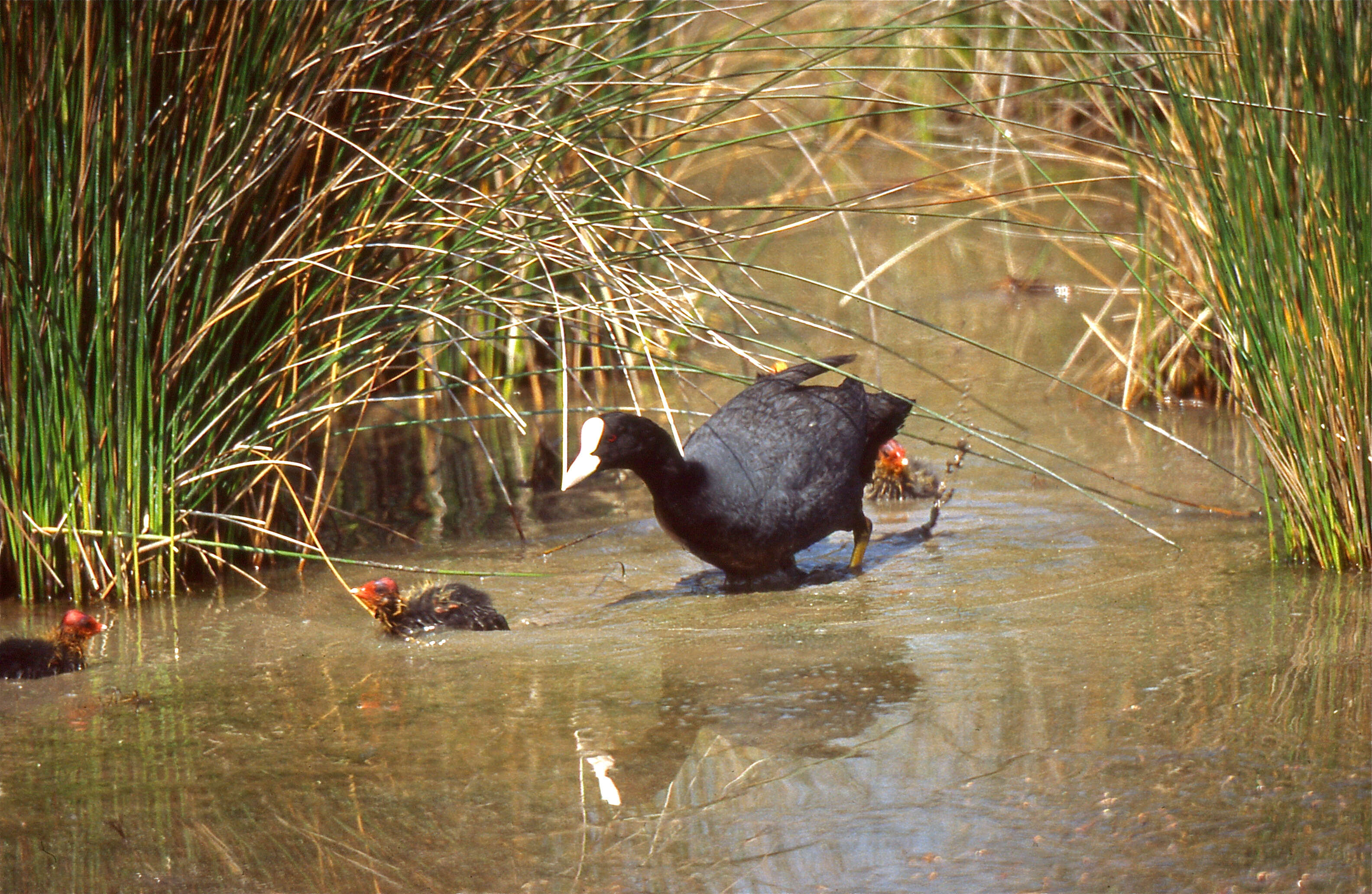 Image of Fulica Linnaeus 1758