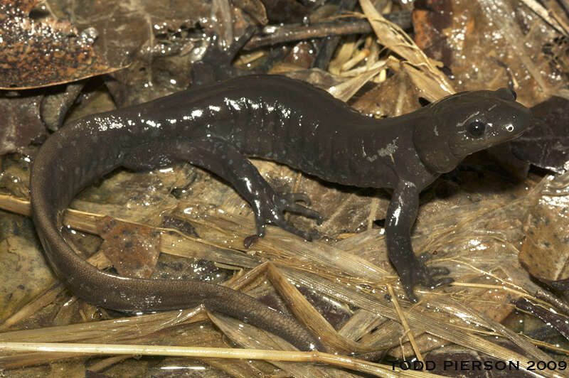 Image of mole salamanders