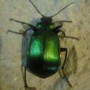 Image of Calosoma (Calosoma) aurocinctum Chaudoir 1850