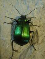 Sivun Calosoma (Calosoma) aurocinctum Chaudoir 1850 kuva