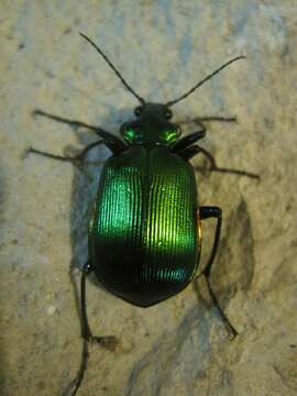 Слика од Calosoma (Calosoma) aurocinctum Chaudoir 1850