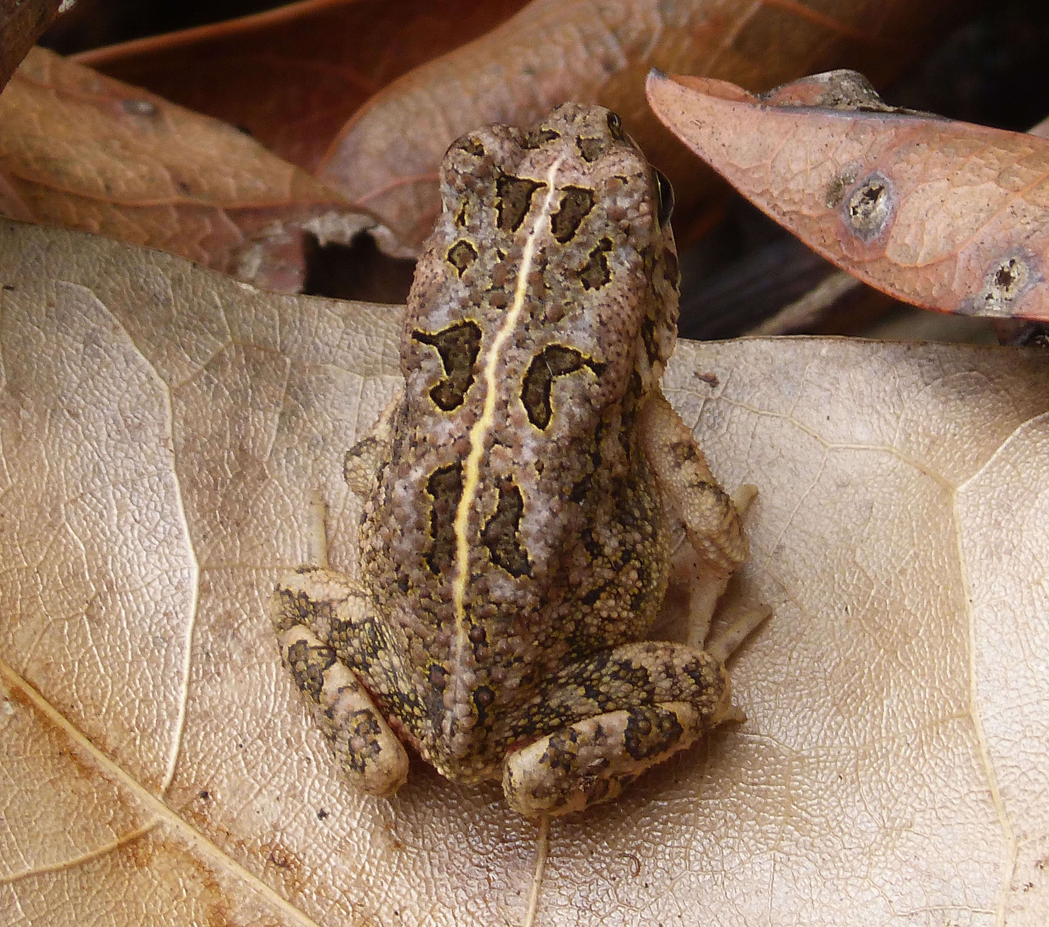 Image de Sclerophrys Tschudi 1838