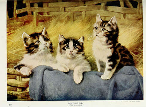 Image of Small Cats