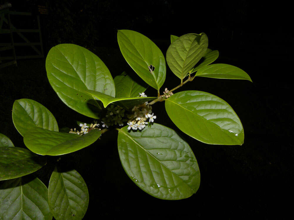 Image of Schlegelia parviflora (Oerst.) Monach.