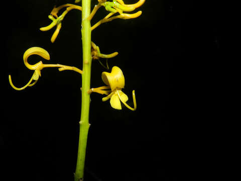 Image of Vochysia guatemalensis J. D. Smith