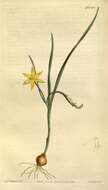 Image of Romulea flava var. minor (Bég.) M. P. de Vos