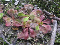 Image of Drosera aberrans (Lowrie & Carlquist) Lowrie & Conran