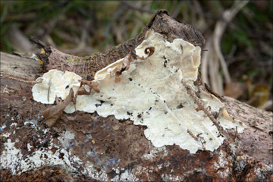 Image of Skeletocutis amorpha (Fr.) Kotl. & Pouzar 1958