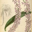 Image of Multi-flowered Aerides