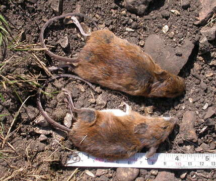 Image of Eurasian Field Mice