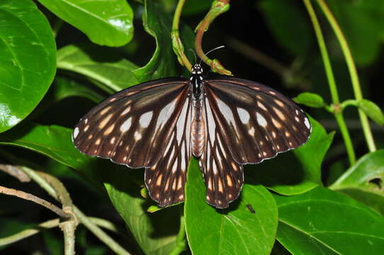 Danaus (Anosia) ismare Cramer 1782的圖片