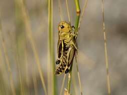 Image of Arcyptera (Arcyptera) fusca (Pallas 1773)