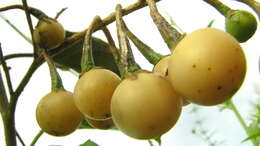 Image of Solanum paniculatum L.