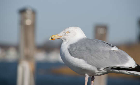 Image of European Herring Gull