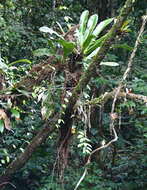 Image of Philodendron insigne Schott