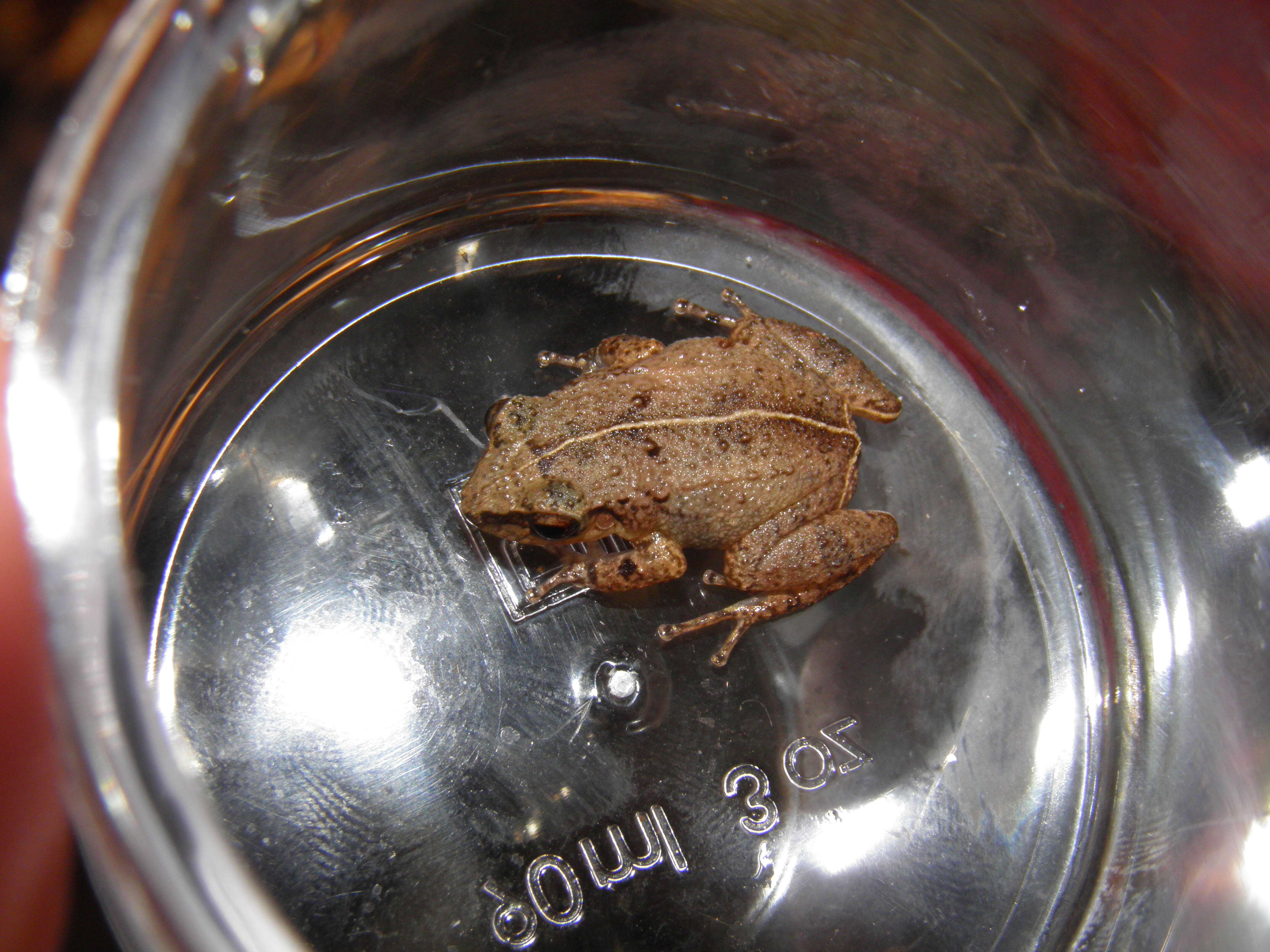 Image of Johnstone's Robber Frog