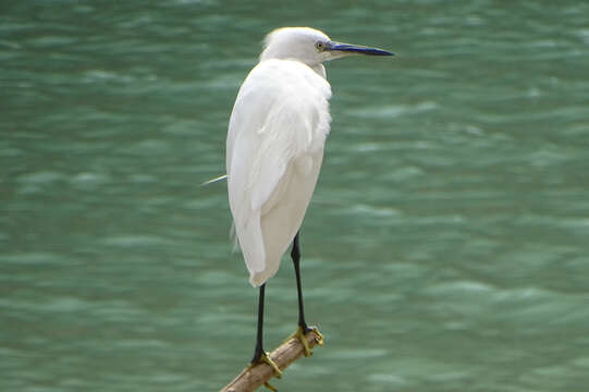 Image of Little Egret