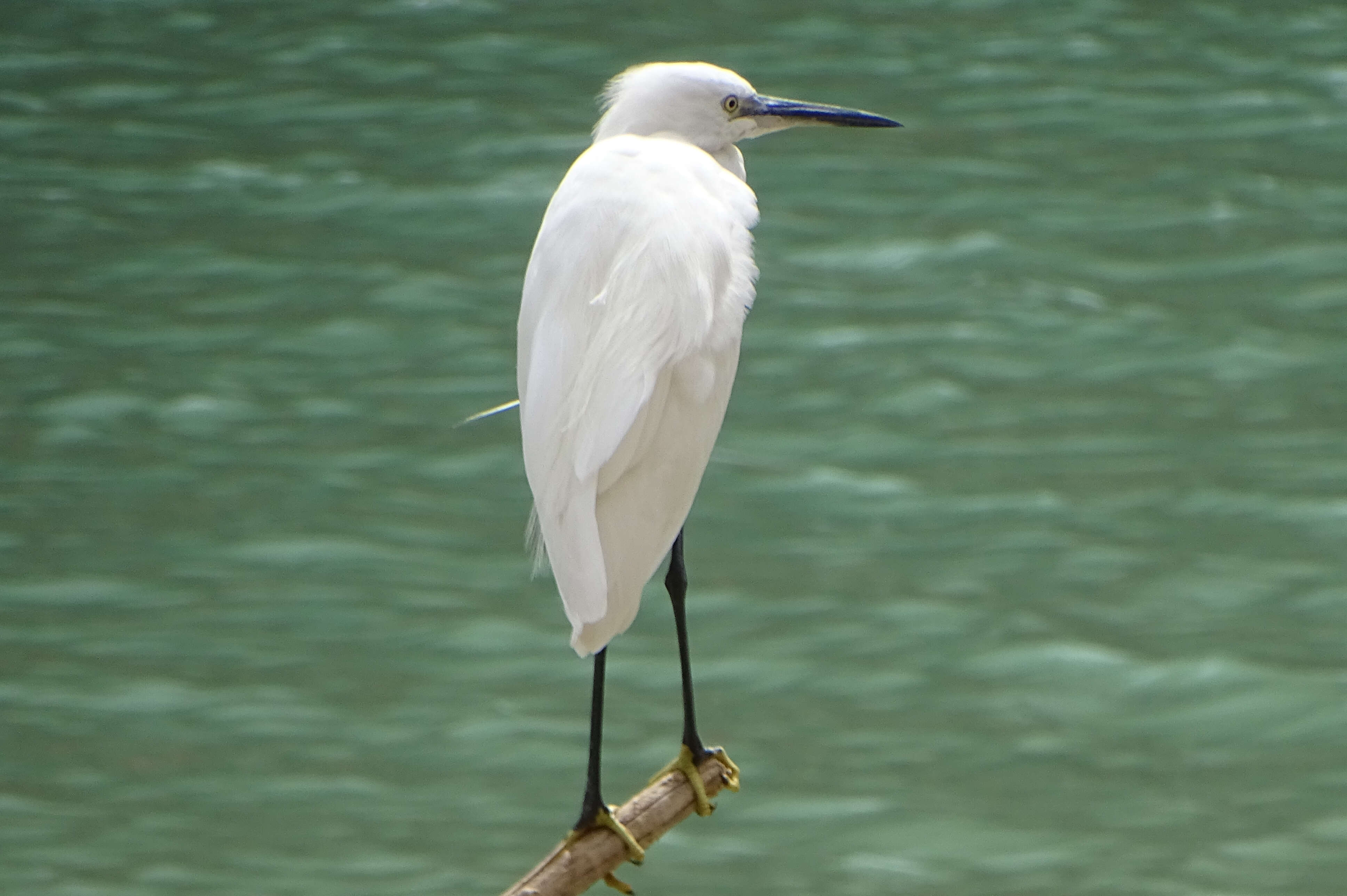 Image of Egretta Forster & T 1817