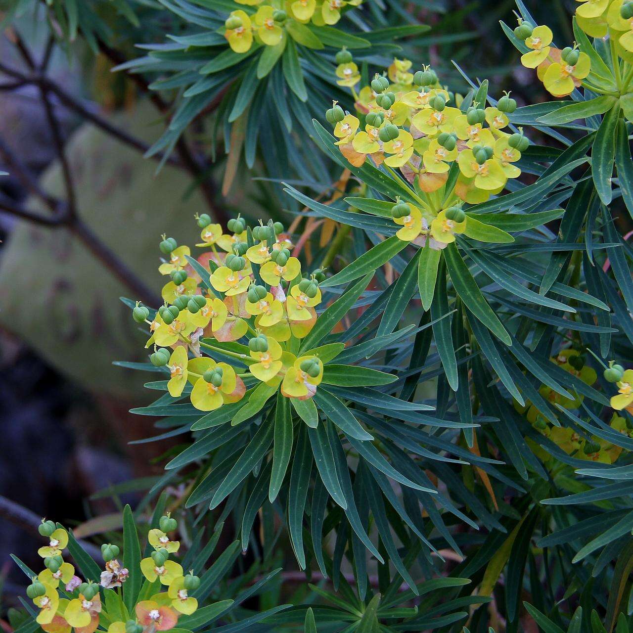 Слика од Euphorbia dendroides L.