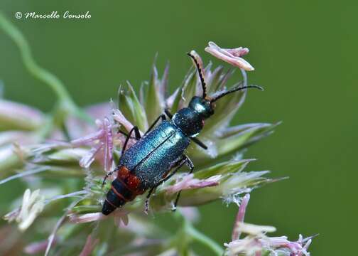 Слика од Malachius