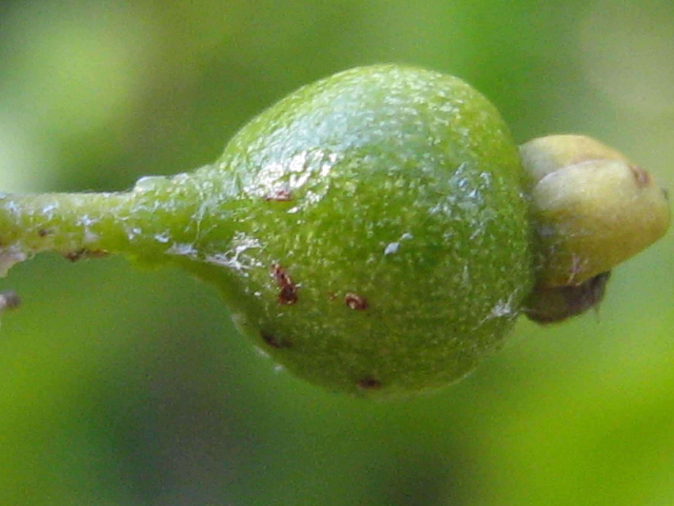 Image of Coccoloba arborescens (Vell.) Howard