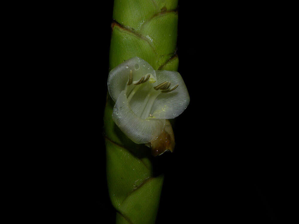 صورة Werauhia gladioliflora (H. Wendl.) J. R. Grant