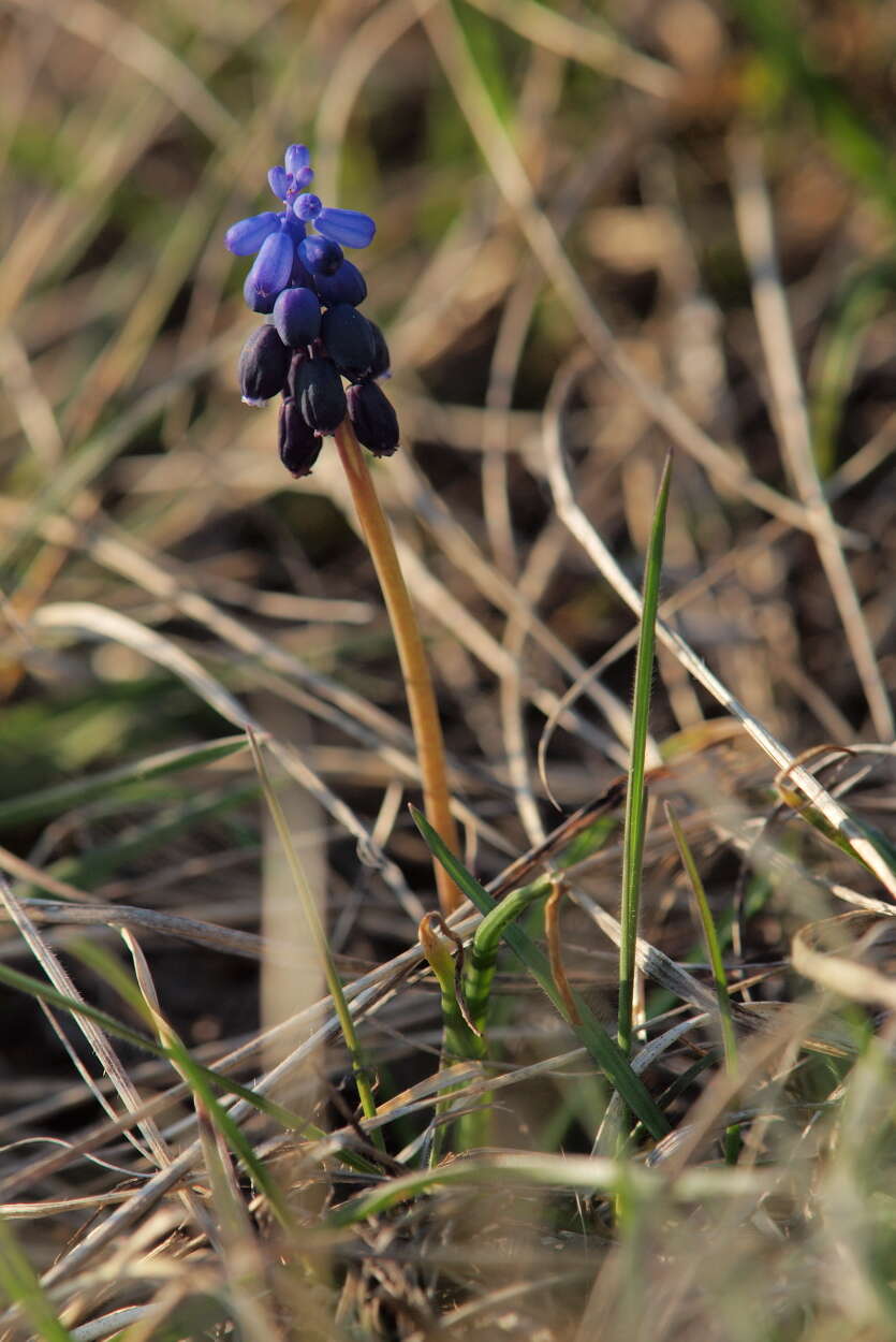 Image of starch grape hyacinth