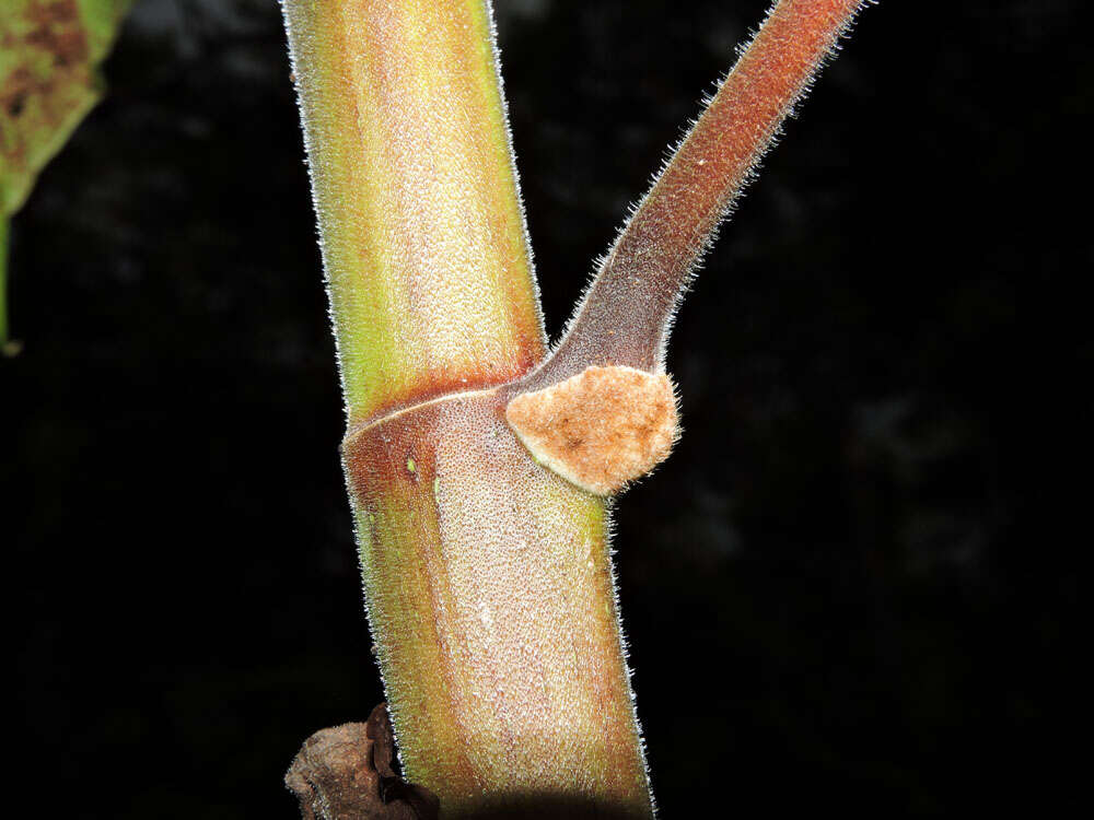 Image of trumpet tree