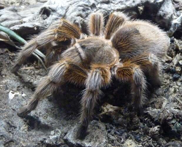 Image of Grammostola