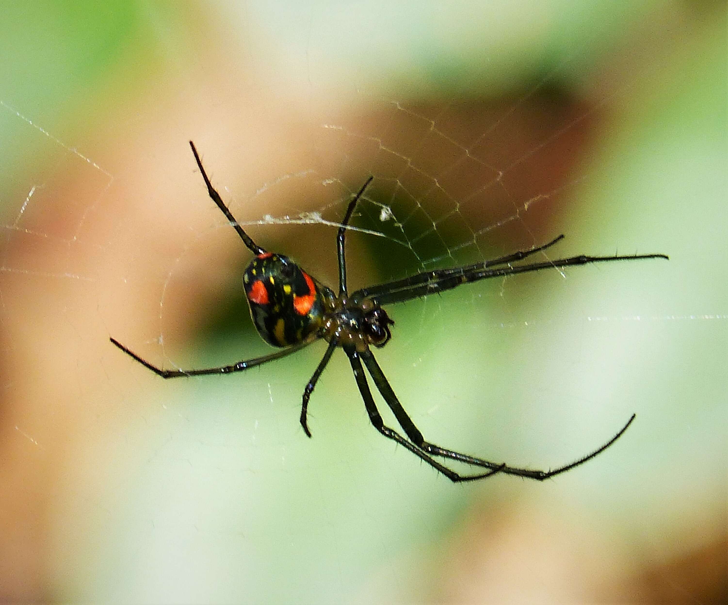 Image of Leucauge