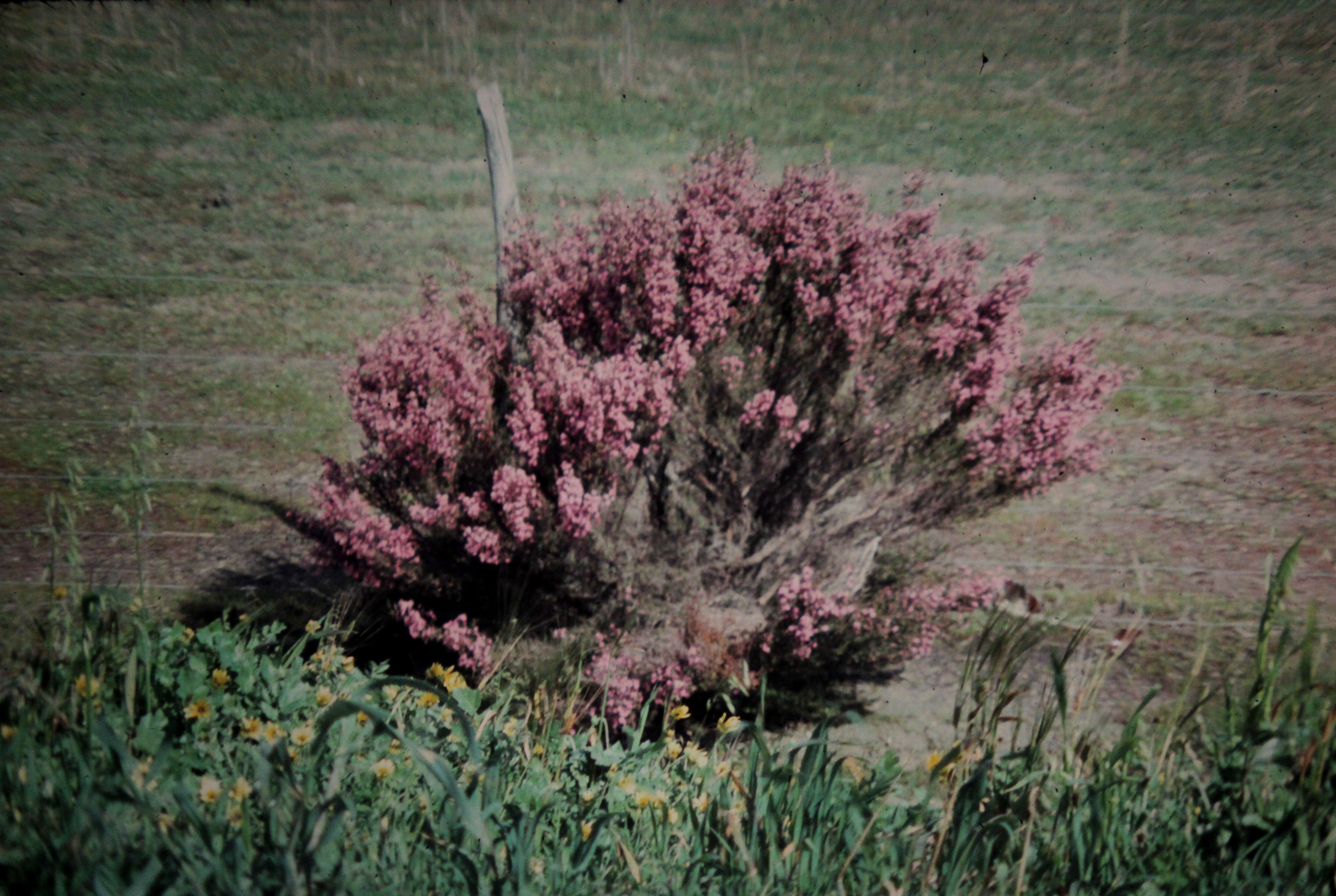 صورة Kunzea preissiana Schau.