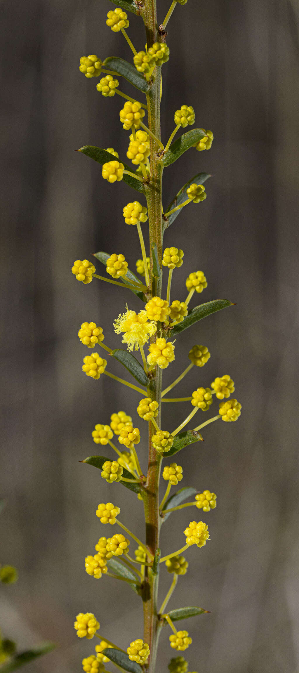 Image of early wattle