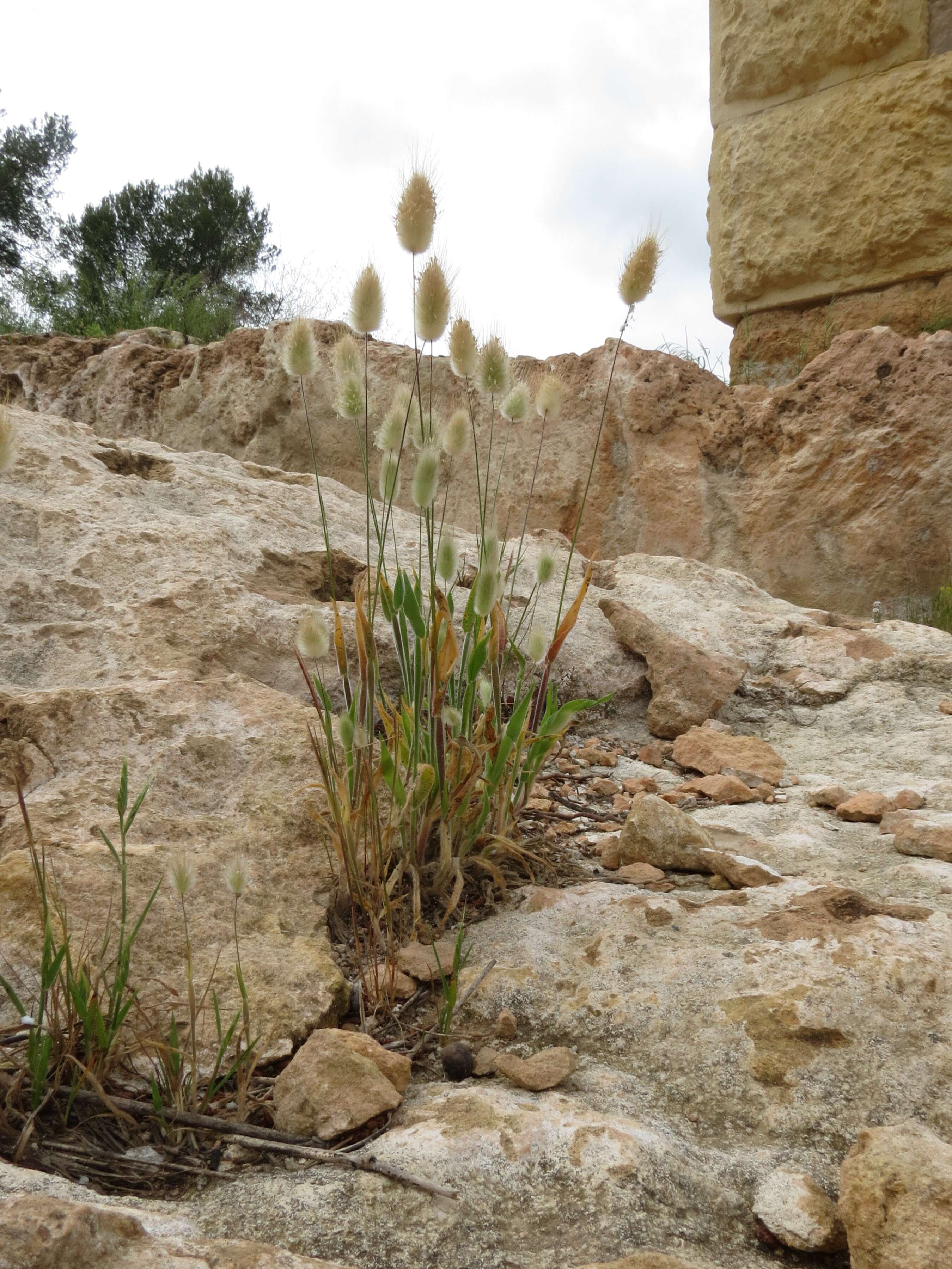 Image of harestail grass