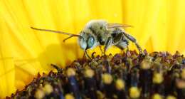 Image of Long-horned Bees