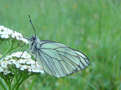 Image of Black-veined White