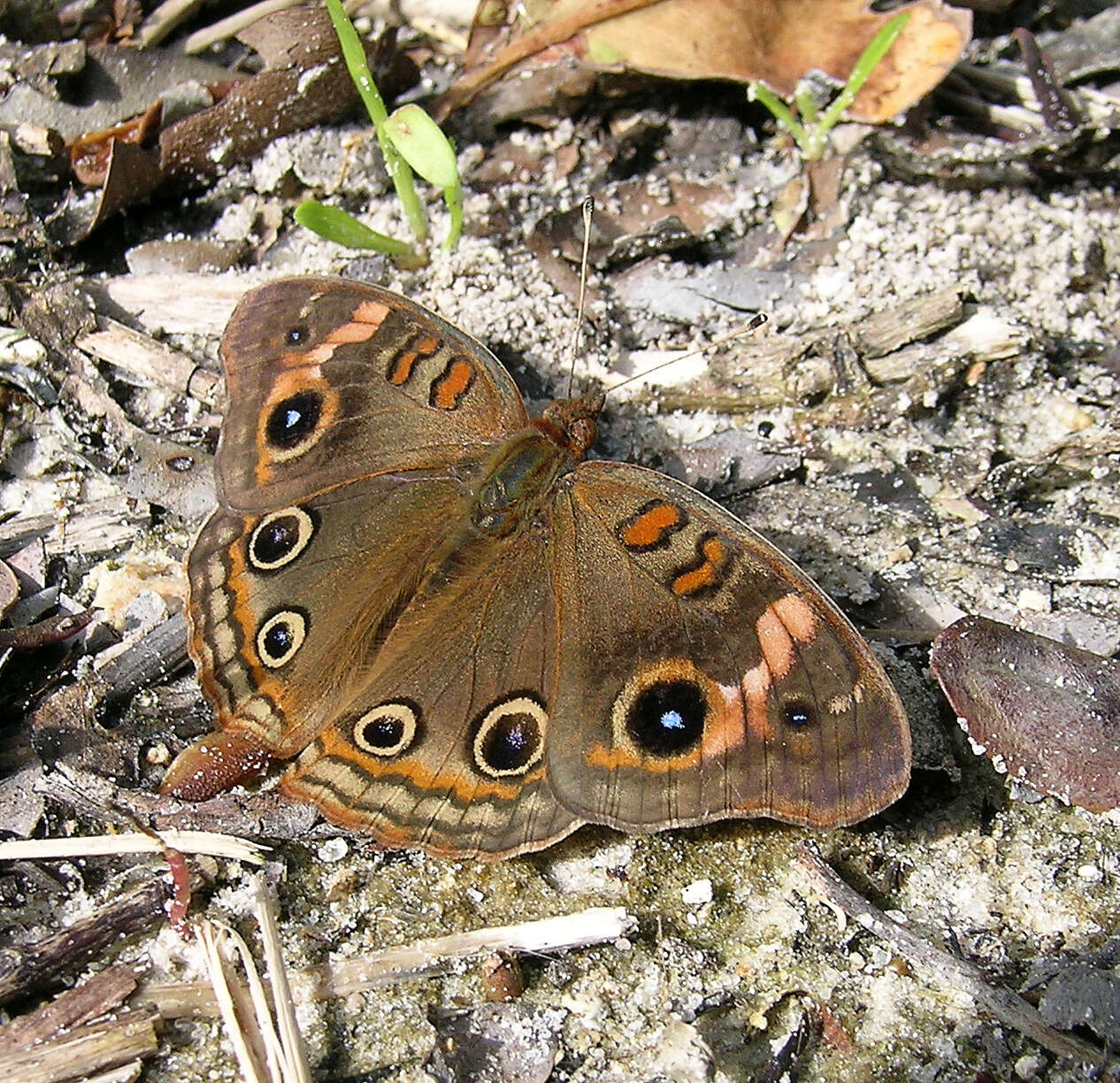 Plancia ëd Junonia evarete Cramer 1782