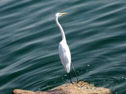 Image of Great Egret