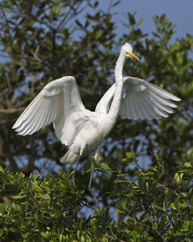 Image of Great Egret