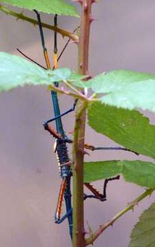 Image of Achrioptera fallax Coquerel 1861