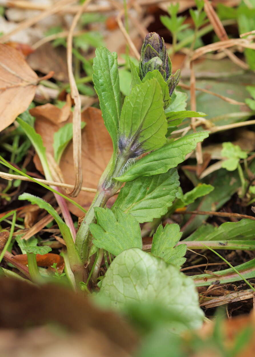 Image of Bugleweed