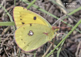 Image of Colias