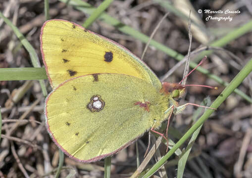 Image of clouded yellow