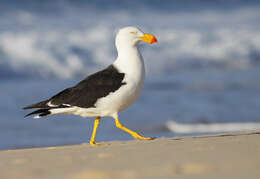 Image of Pacific Gull