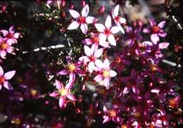 Image of Calytrix