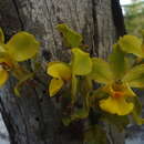 Image of terrestrial cowhorn orchid