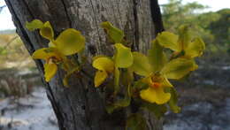 Image of terrestrial cowhorn orchid